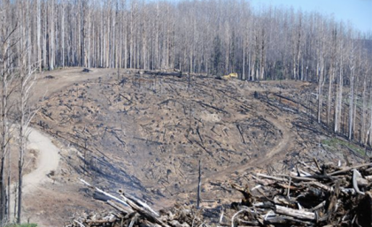 Salvage logging after the bushfires (Credit: David Lindenmayer) Salvage logging after the bushfires (Credit: David Lindenmayer)
